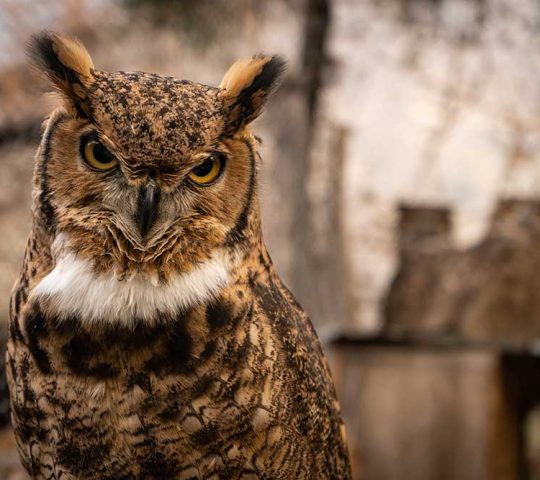 Refugio Animal Cascada Refugio Animal Cascada
